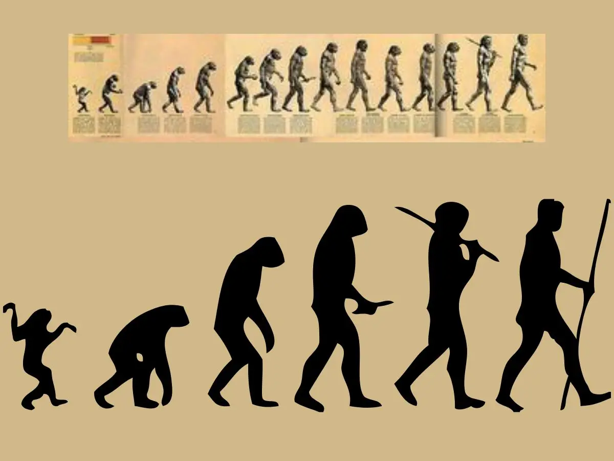Why 90% of humans are right-handed may be linked to walking upright, new study finds Why 90% of humans are right-handed may be linked to walking upright, new study finds