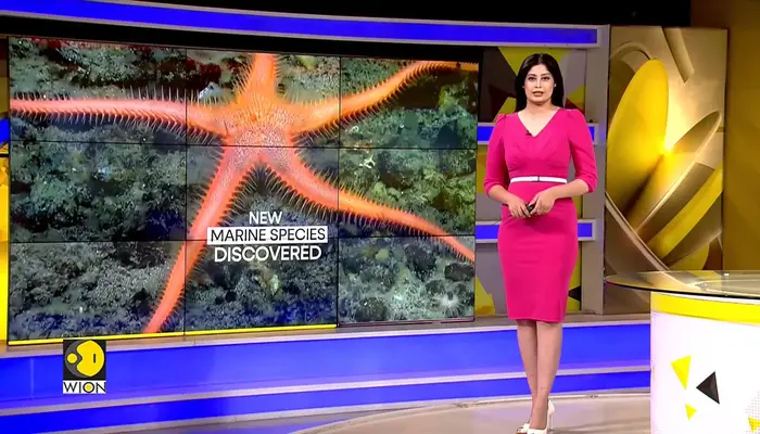 Scientists Discover 1,100 New Marine Species In Deep Ocean Mission