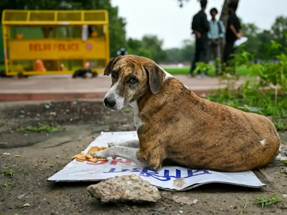 'Menace of dog bites...': Supreme Court refuses to change order on removing stray dogs - What it said
