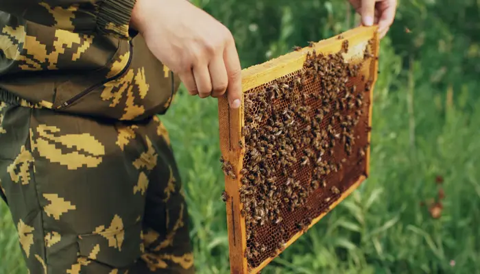 Which nations produce most honey? Top 7 countries leading global production