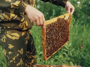 Which nations produce most honey? Top 7 countries leading global production