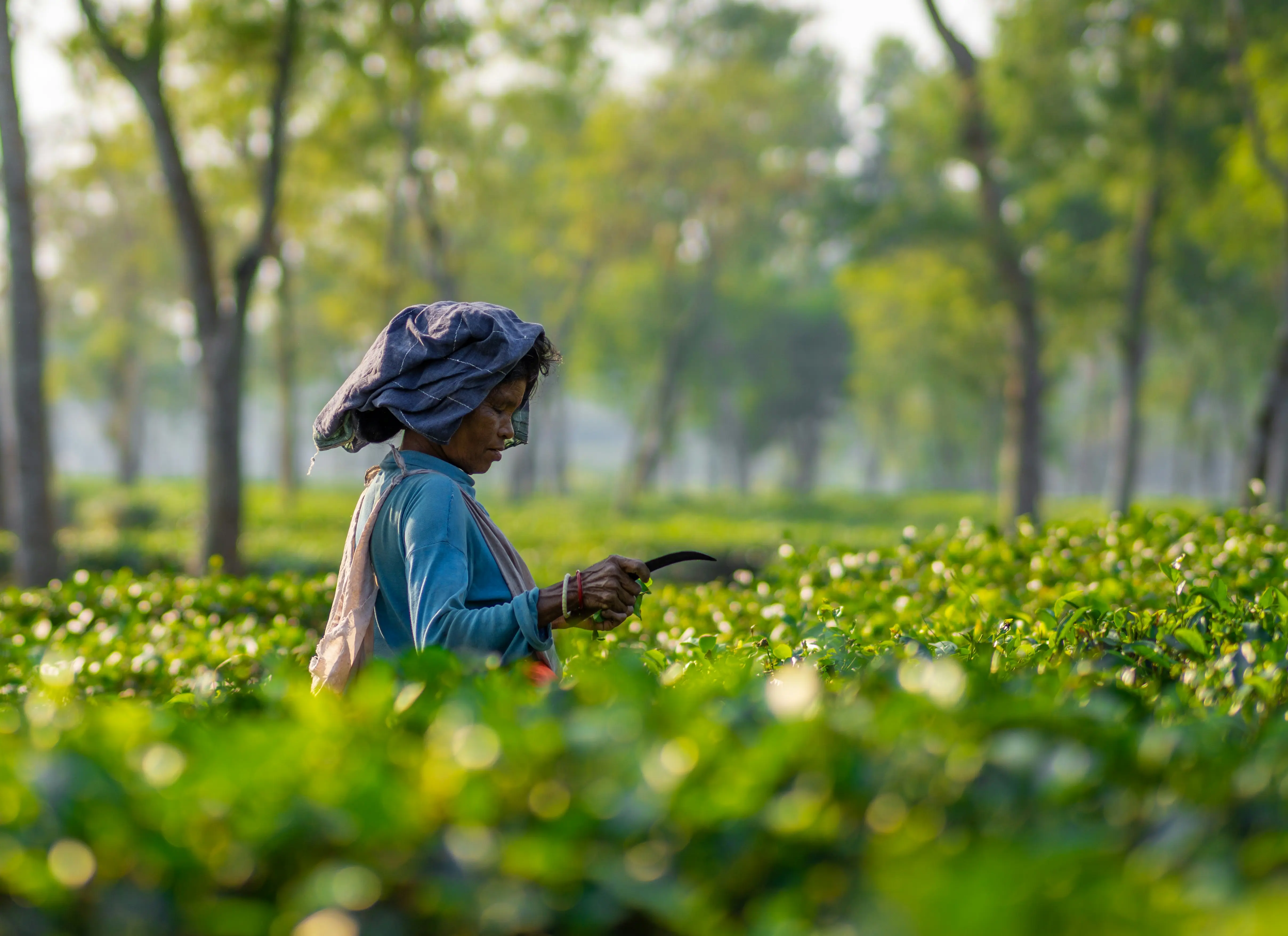 The Indianization: How Tea Became "Chai"