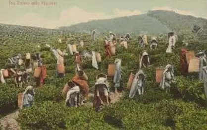 The British Era: How Commercial Tea Was Introduced