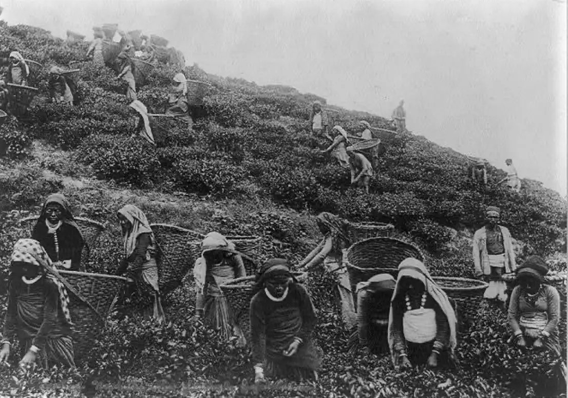 The Ancient Roots: The True "Discoverers"