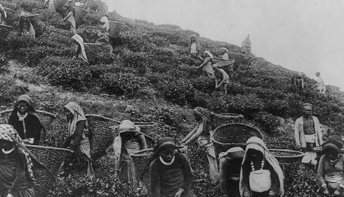Who introduced tea to India? The fascinating story behind 'chai': All you need to know