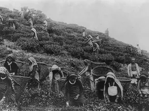 Who introduced tea to India? The fascinating story behind 'chai': All you need to know