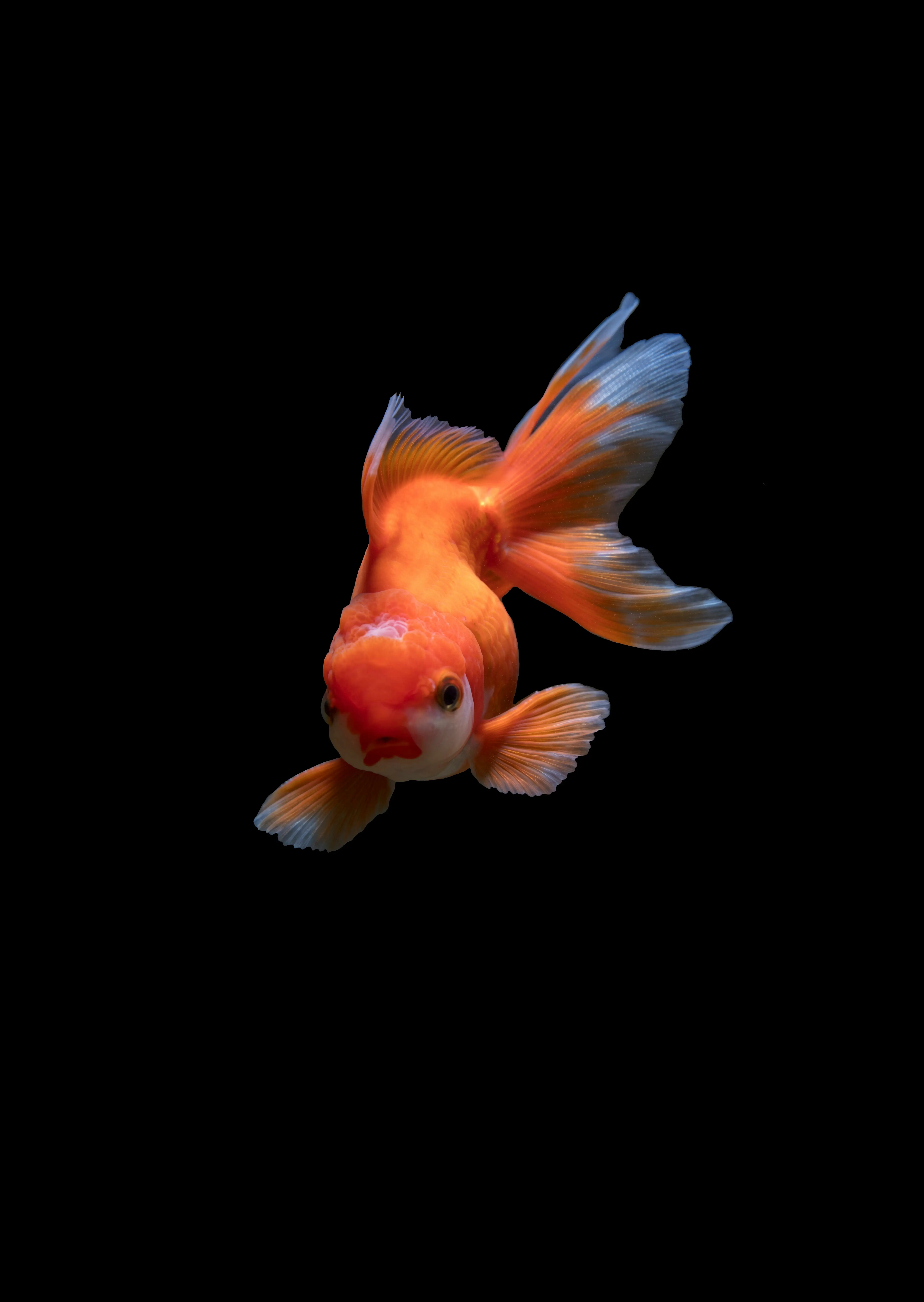 Myth 2: Goldfish have a 3-second memory