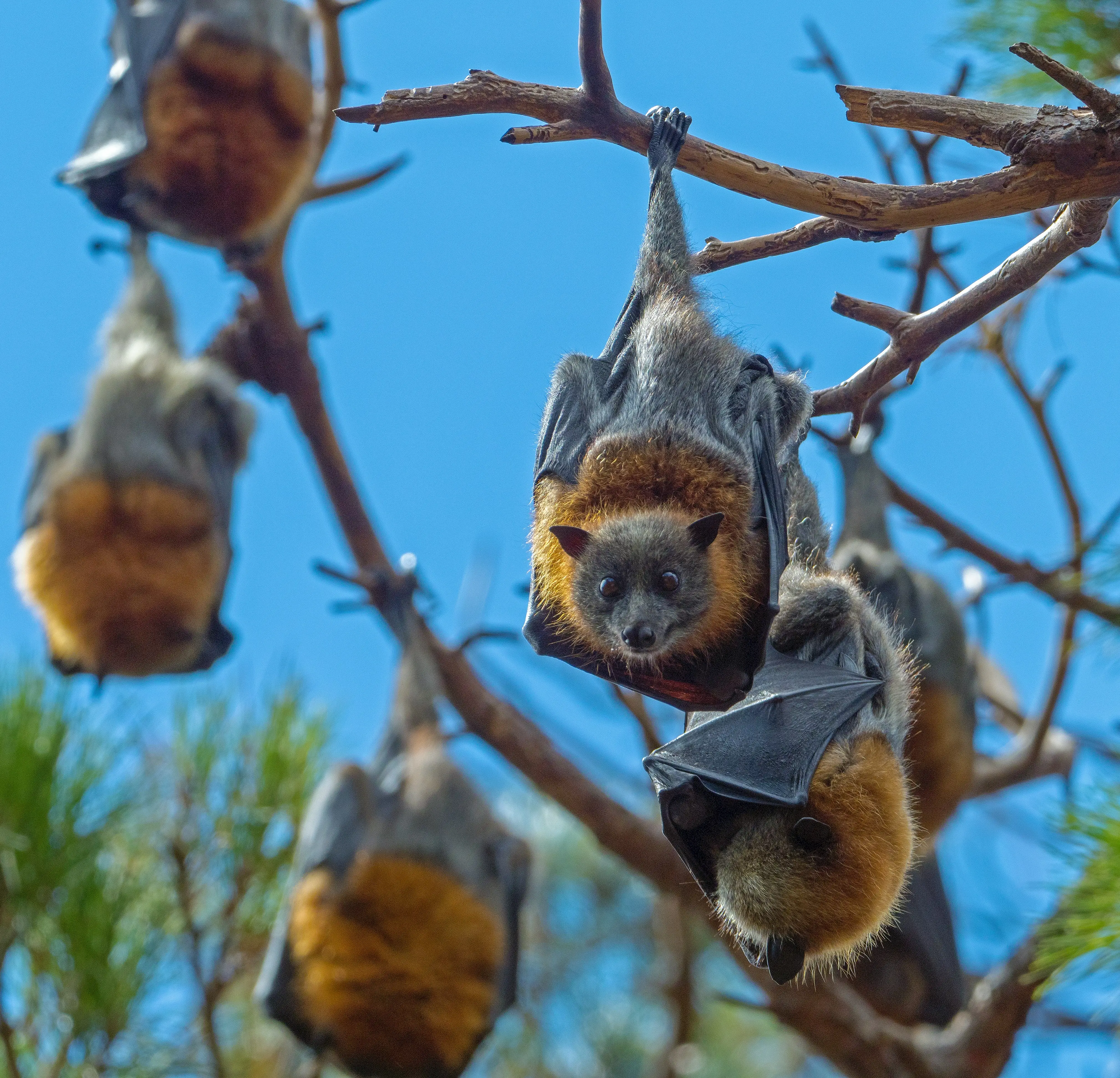 Myth 6: Bats are blind