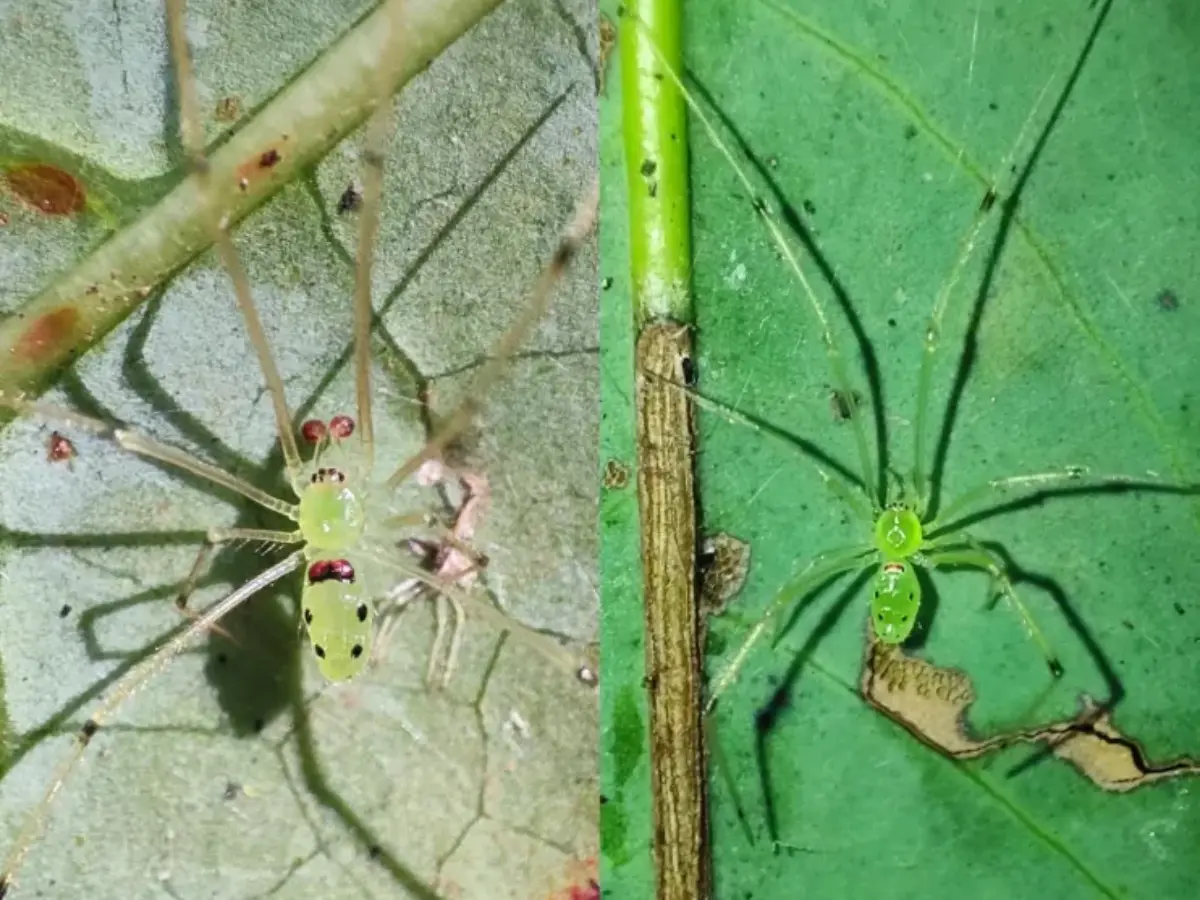 Smiley face spider discovered in Indian Himalayas. It was only ever found in Hawaii Smiley face spider discovered in Indian Himalayas. It was only ever found in Hawaii