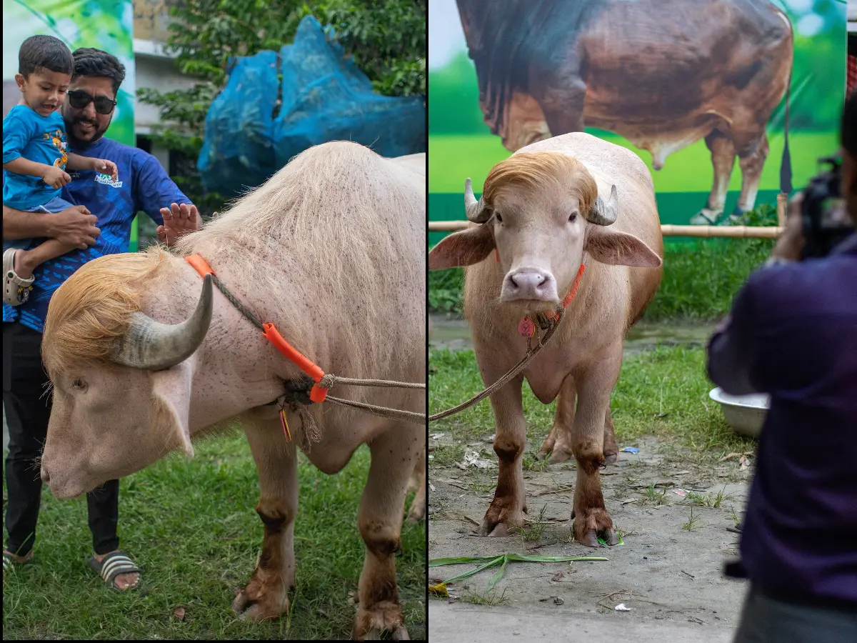 Viral 'Trump' buffalo is experiencing stress-induced weight loss ahead of sacrifice
