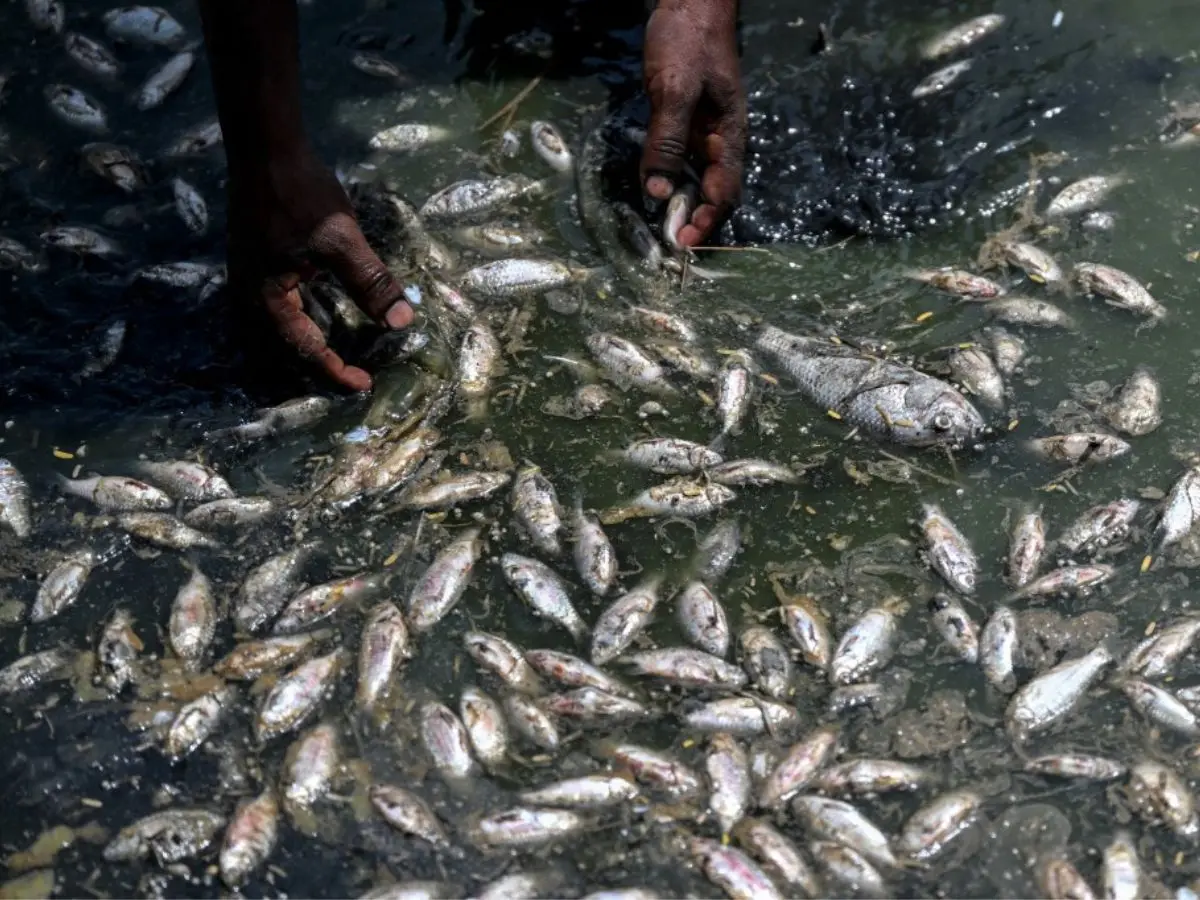 Fish carcasses float in shallow waters
