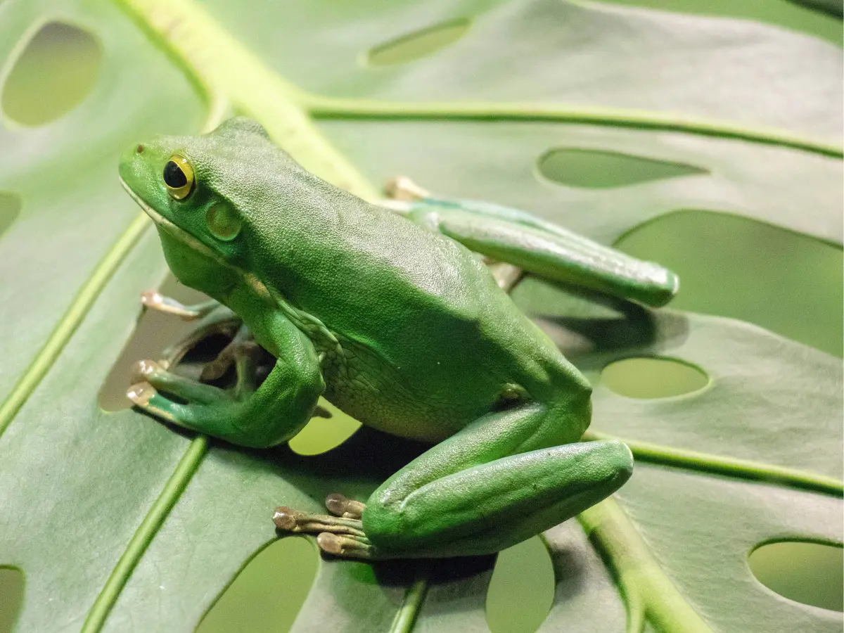 British man dies from 'detox' ritual that uses poison from giant leaf frog