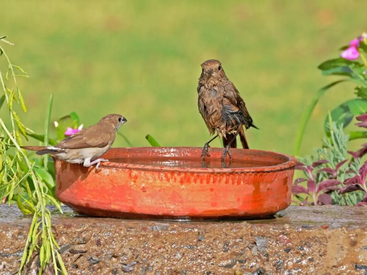 Compassion for birds and animals