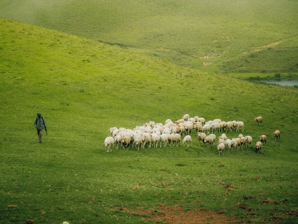 Why are thousands of young Chinese applying for shepherd jobs? Viral ad exposes labour market strains