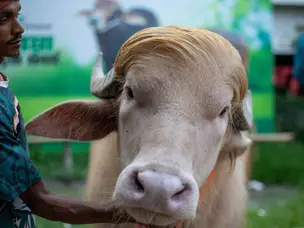 'Donald Trump' buffalo saved from Eid sacrifice in Bangladesh: Netizens ask 'Did White House intervene'