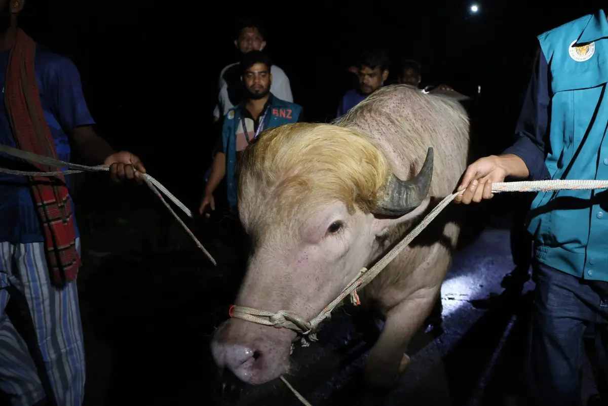 भैंसे की कुर्बानी रोक अब इसे ढाका जू ले जाया जा रहा है। यहां इसकी देखभाल सरकार ने अंतर्गत होगी।