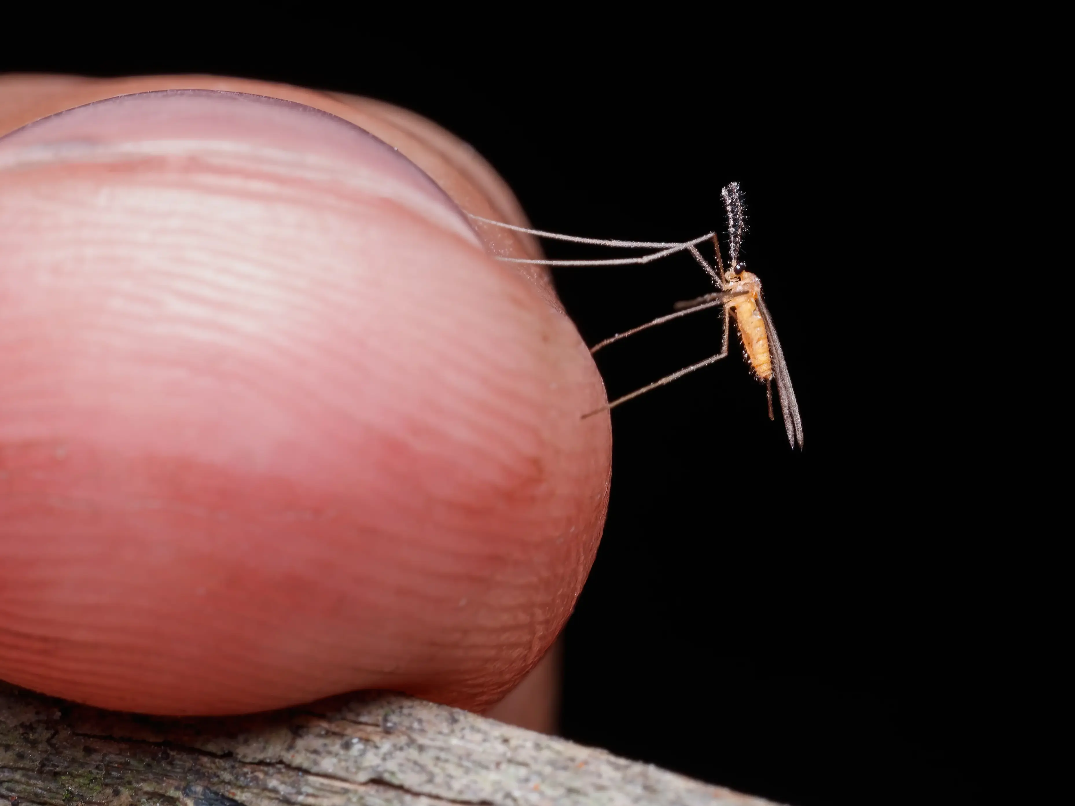 Scientists trained mosquitoes to love repellent, but don't throw away your bug spray yet Scientists trained mosquitoes to love repellent, but don't throw away your bug spray yet