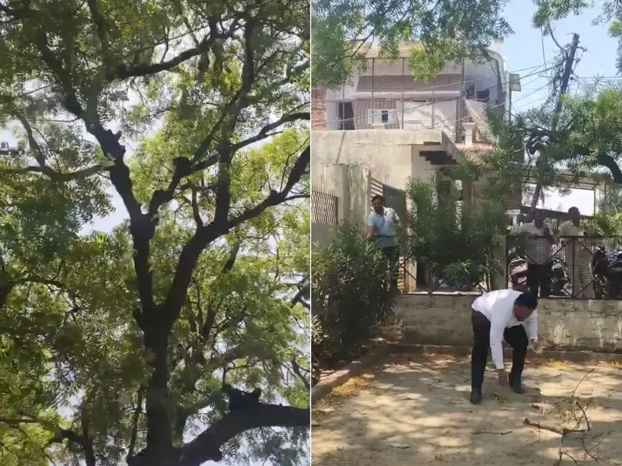 Monkey heist! Notes rain from tree after bag with Rs 2 lakh snatched in UP’s Bulandshahr court – WATCH