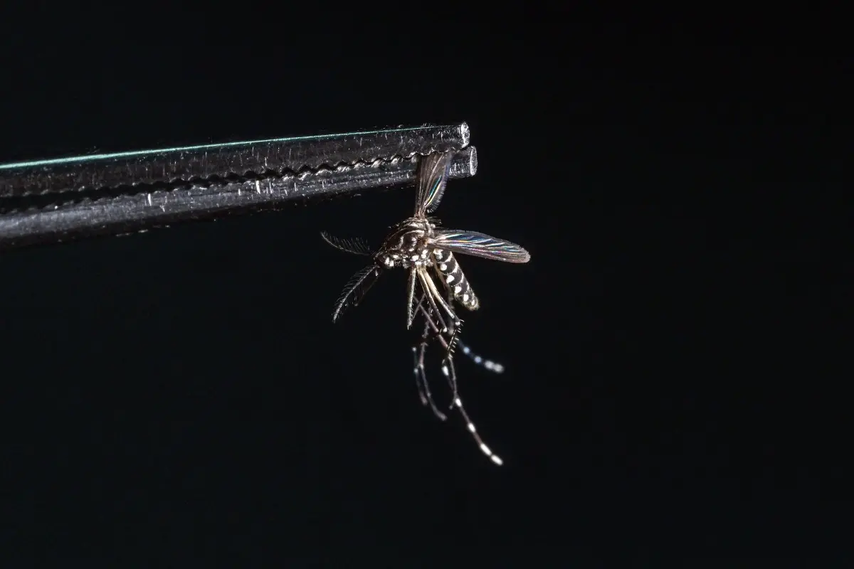 How are the mosquitoes different?