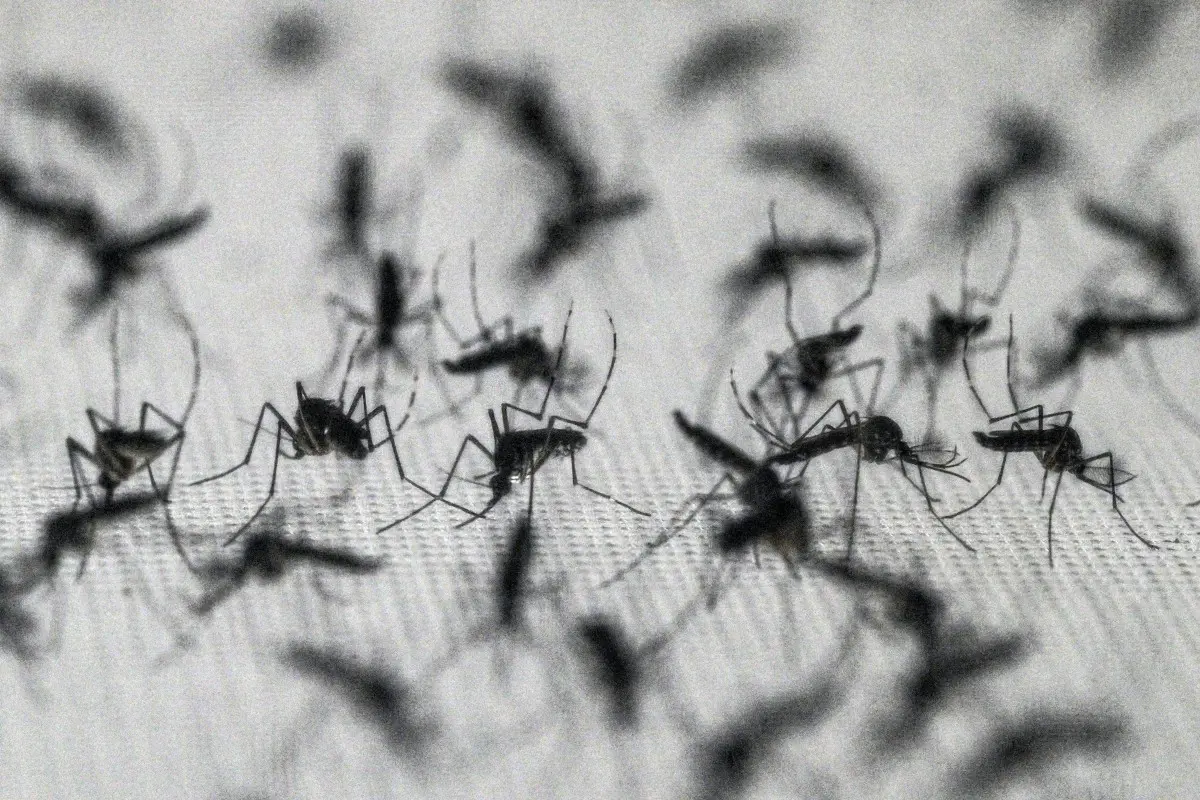 Could mosquitoes disappear completely?