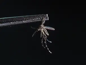 Google wants to do in Florida what Singapore already did with mosquitoes