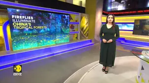 China’s Yunnan Forest: Thousands of Fireflies Light Up the Forest 