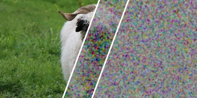 Encrypted image of a sheep