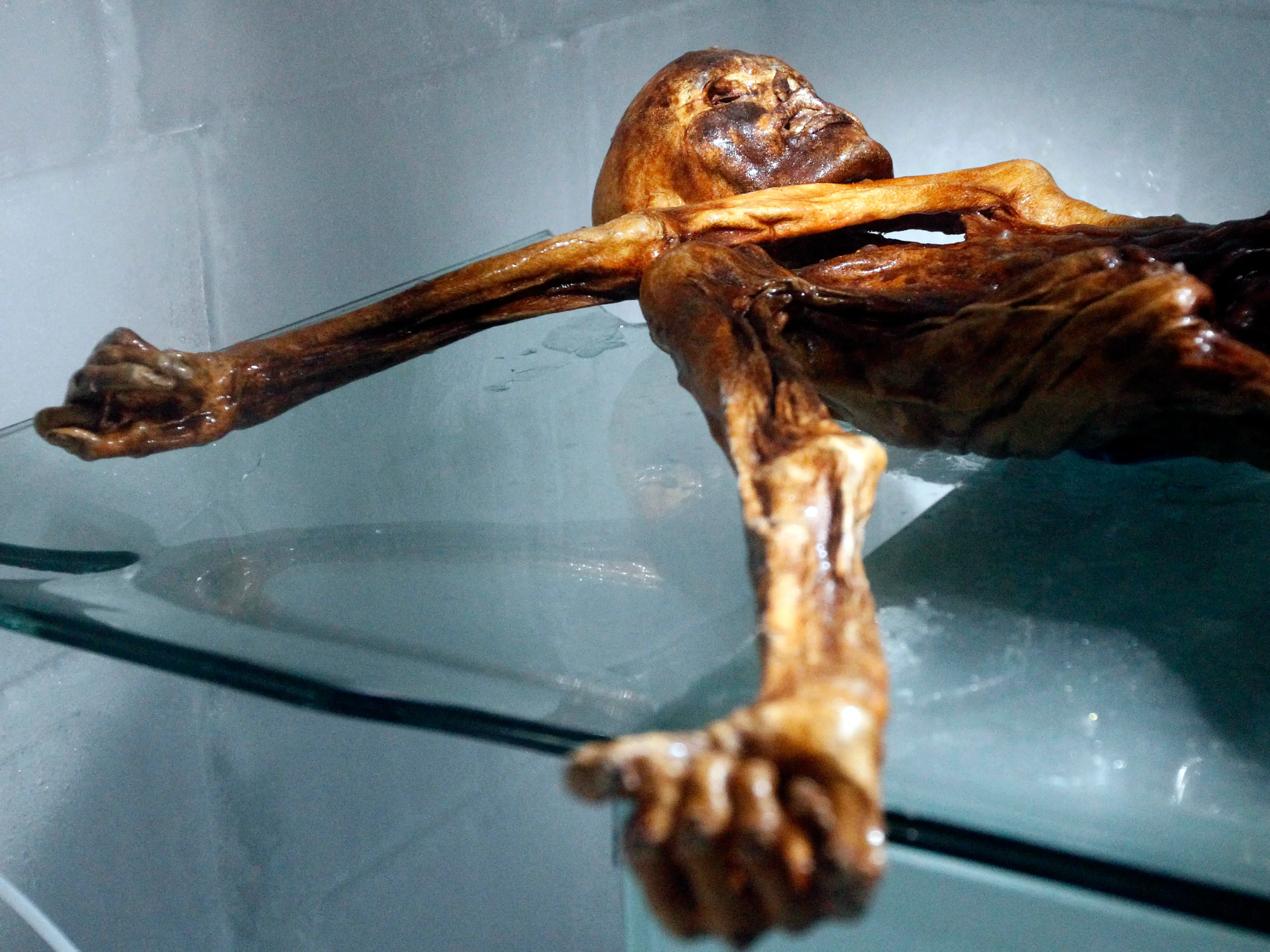 Scientists extract yeast from 5,300-year-old Iceman Otzi to bake bread Scientists extract yeast from 5,300-year-old Iceman Otzi to bake bread