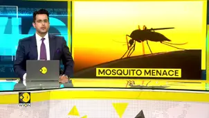 WHO Sounds Alarm Over Rising Mosquito-Linked Deaths Worldwide 