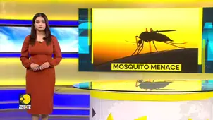 Google’s Mosquito Experiment: Millions of Bugs to Be Released Across US in Bold Disease Control Plan
