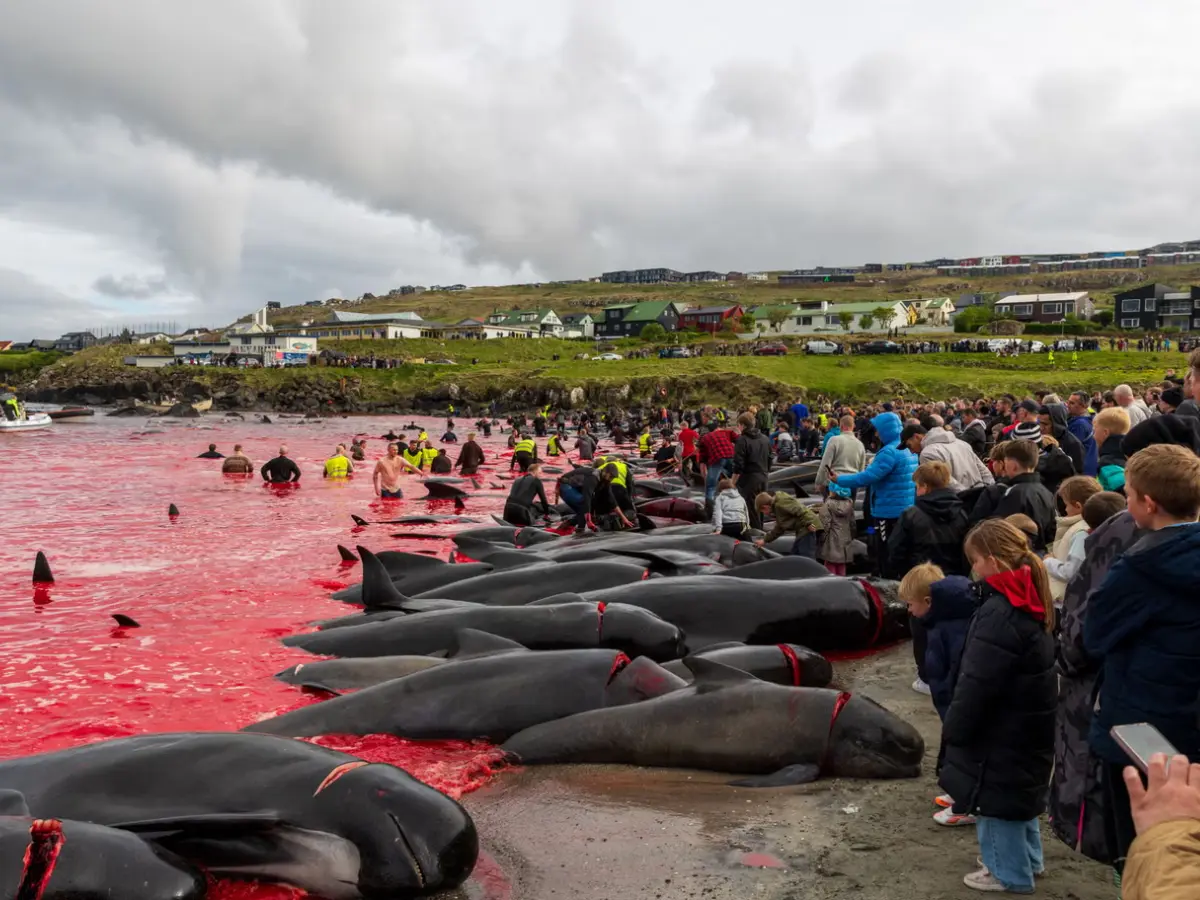 1,000-year-old Viking tradition sees over 700 whales and dolphins massacred