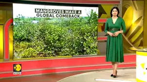 Study Finds Mangroves Are Recovering In Costal Areas