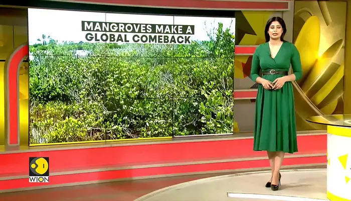 Study Finds Mangroves Are Recovering In Costal Areas