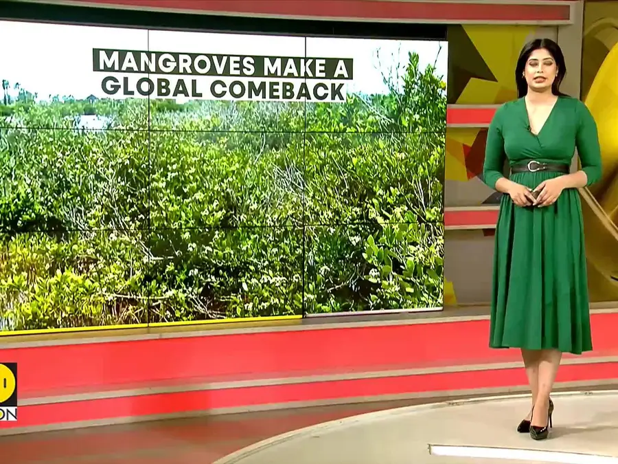 Study Finds Mangroves Are Recovering In Costal Areas