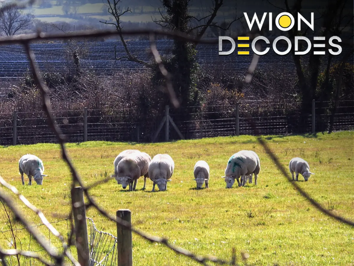 World Environment Day: Sheep are 'making hay while the sun shines', fixing a major solar panel problem