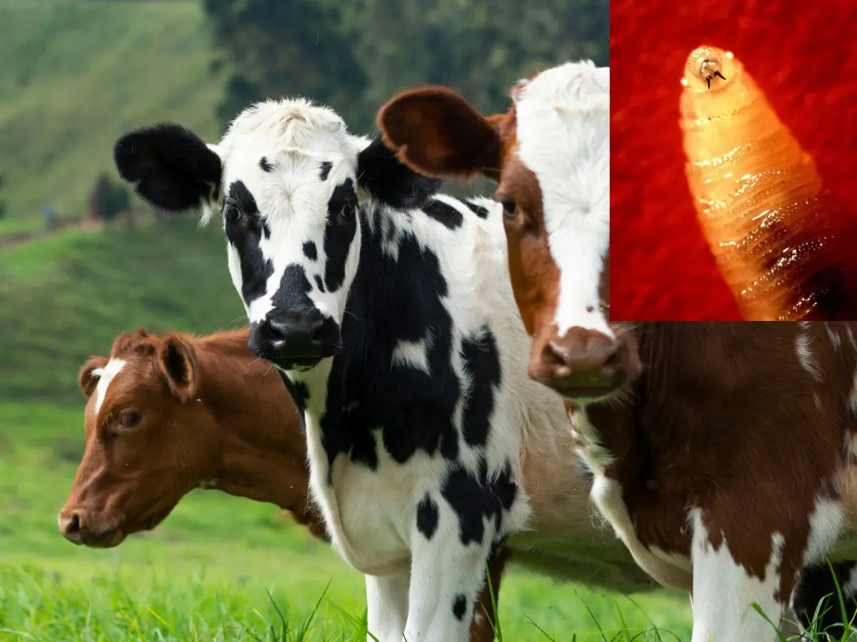 Screwworm found in Texas cow: Can they infect humans? How did they return to US after 60 years?