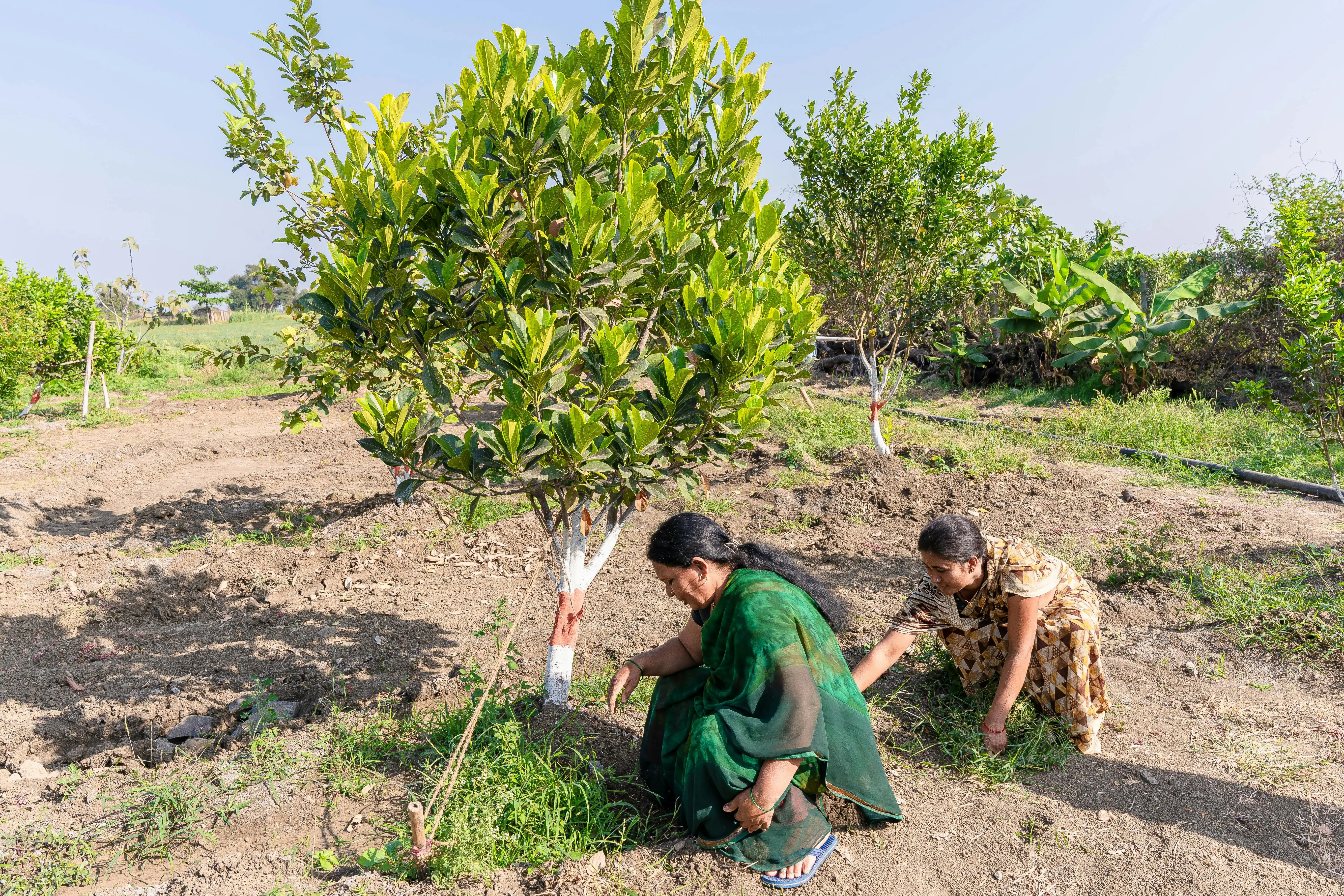 90% El Niño certainty: Why trees are India’s best defence against agrarian crisis