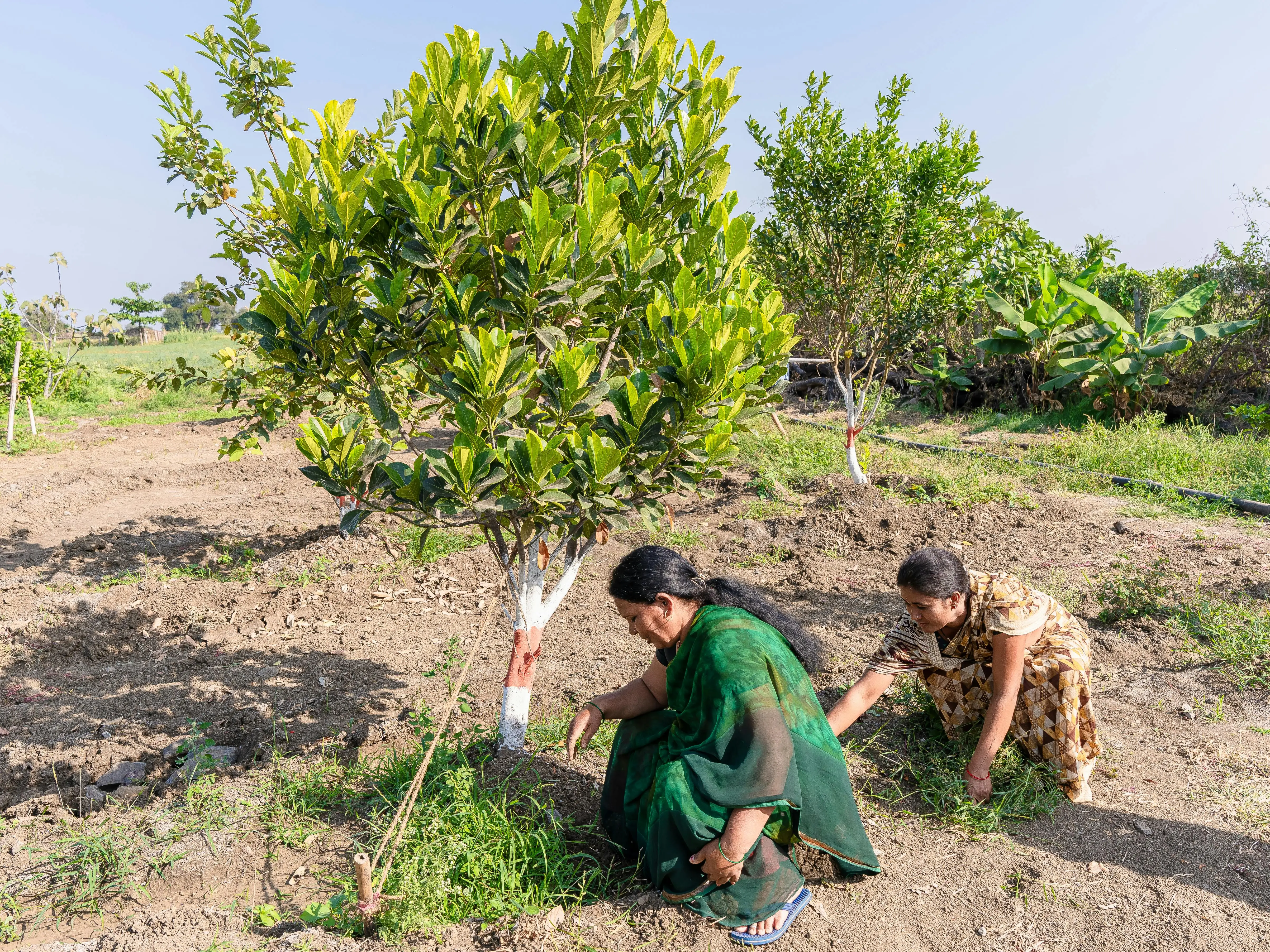 90% El Niño certainty: Why trees are India’s best defence against agrarian crisis 90% El Niño certainty: Why trees are India’s best defence against agrarian crisis