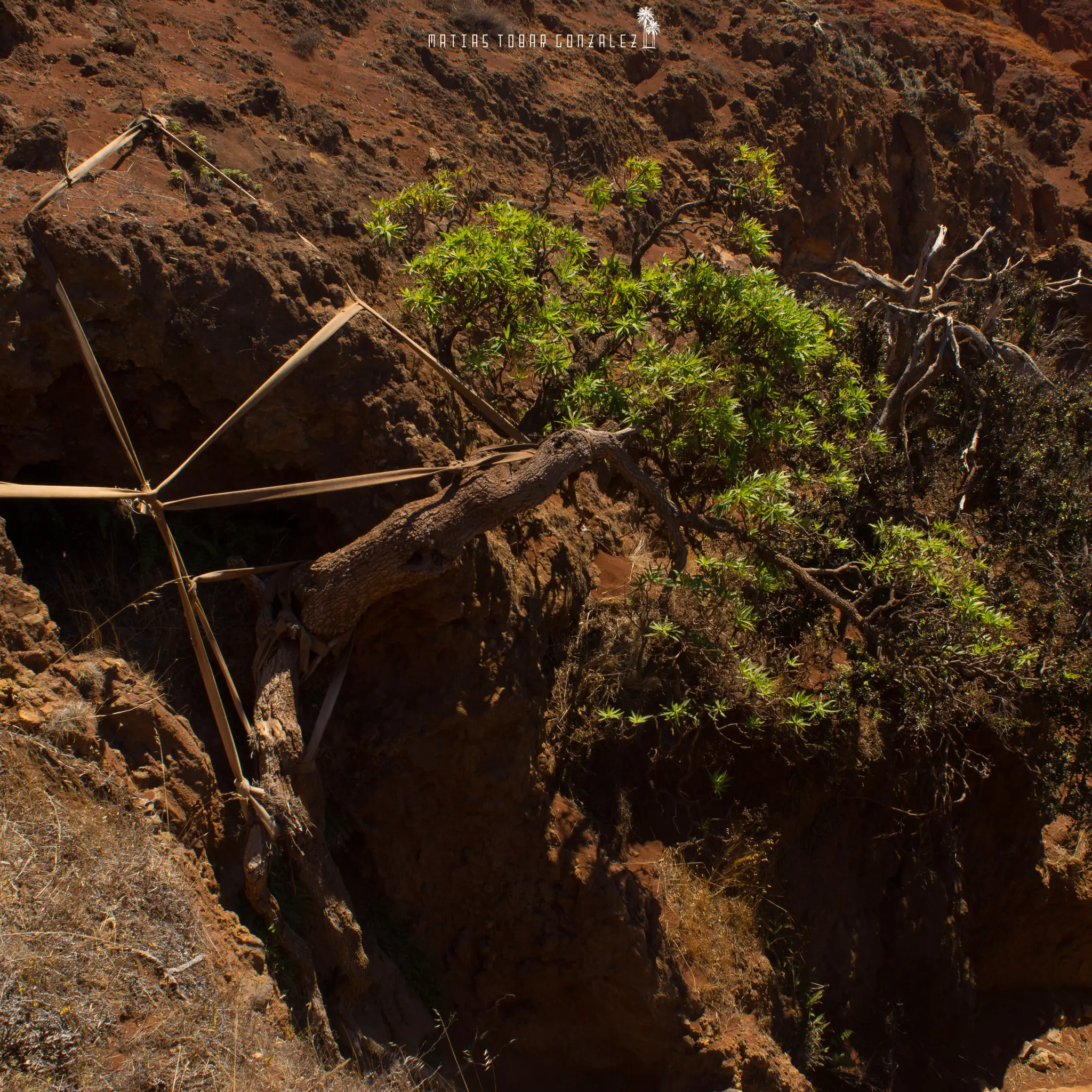 Scientists rescue seeds from THIS last remaining tree in wild before it goes extinct