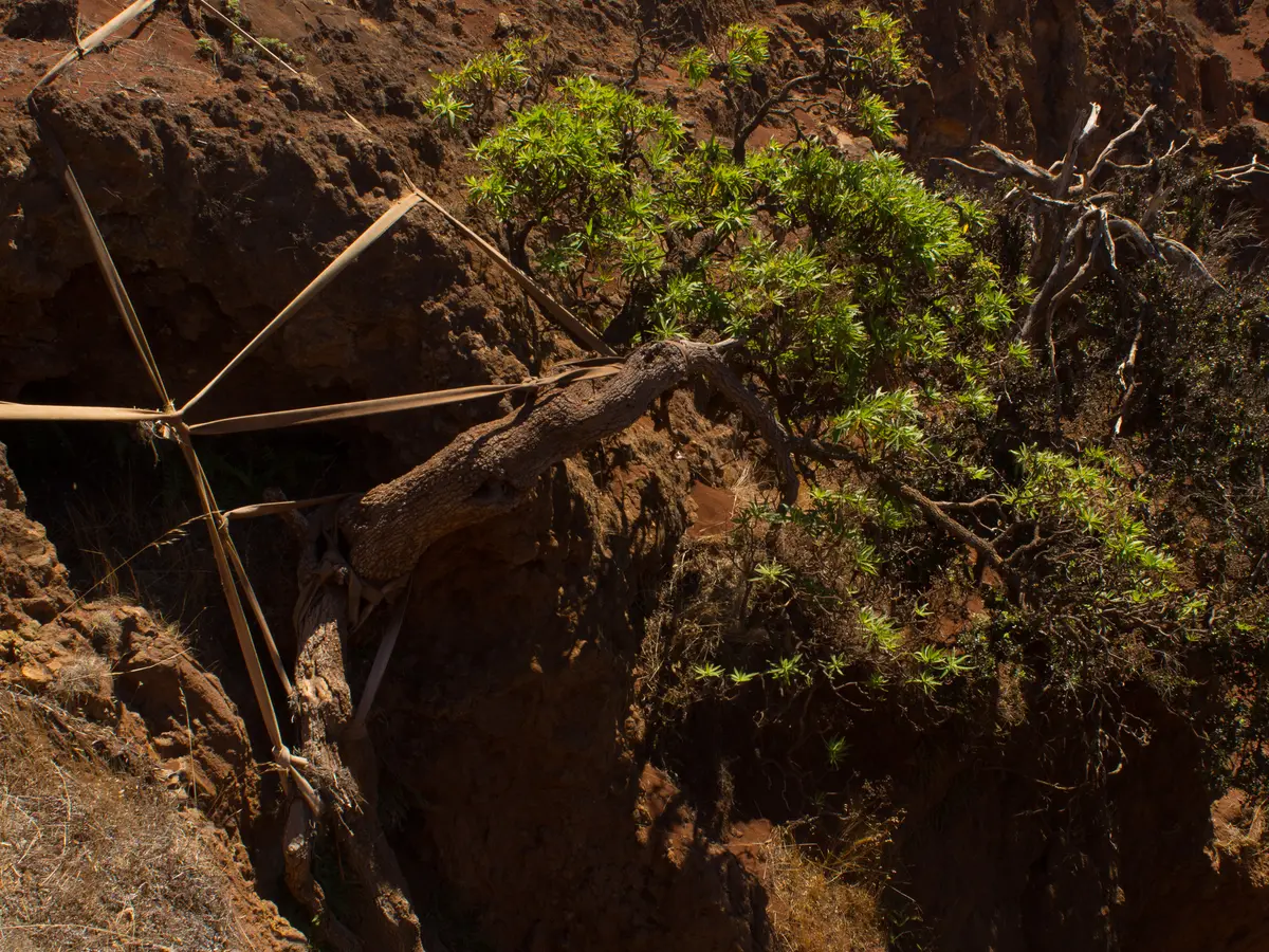 Scientists rescue seeds from THIS last remaining tree in wild before it goes extinct