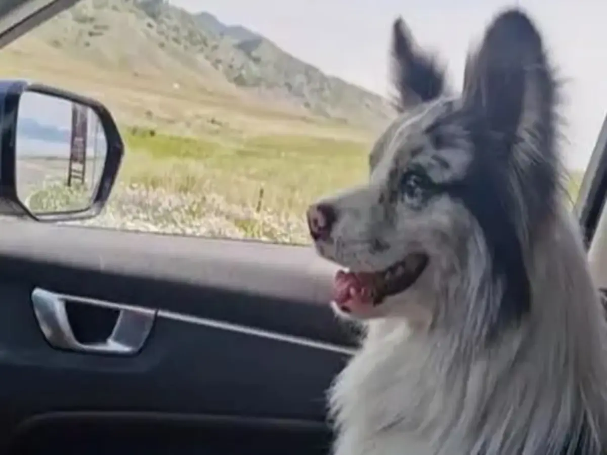 Celebrity pet dog with over 1.5 million followers stolen and sold to restaurant for its meat