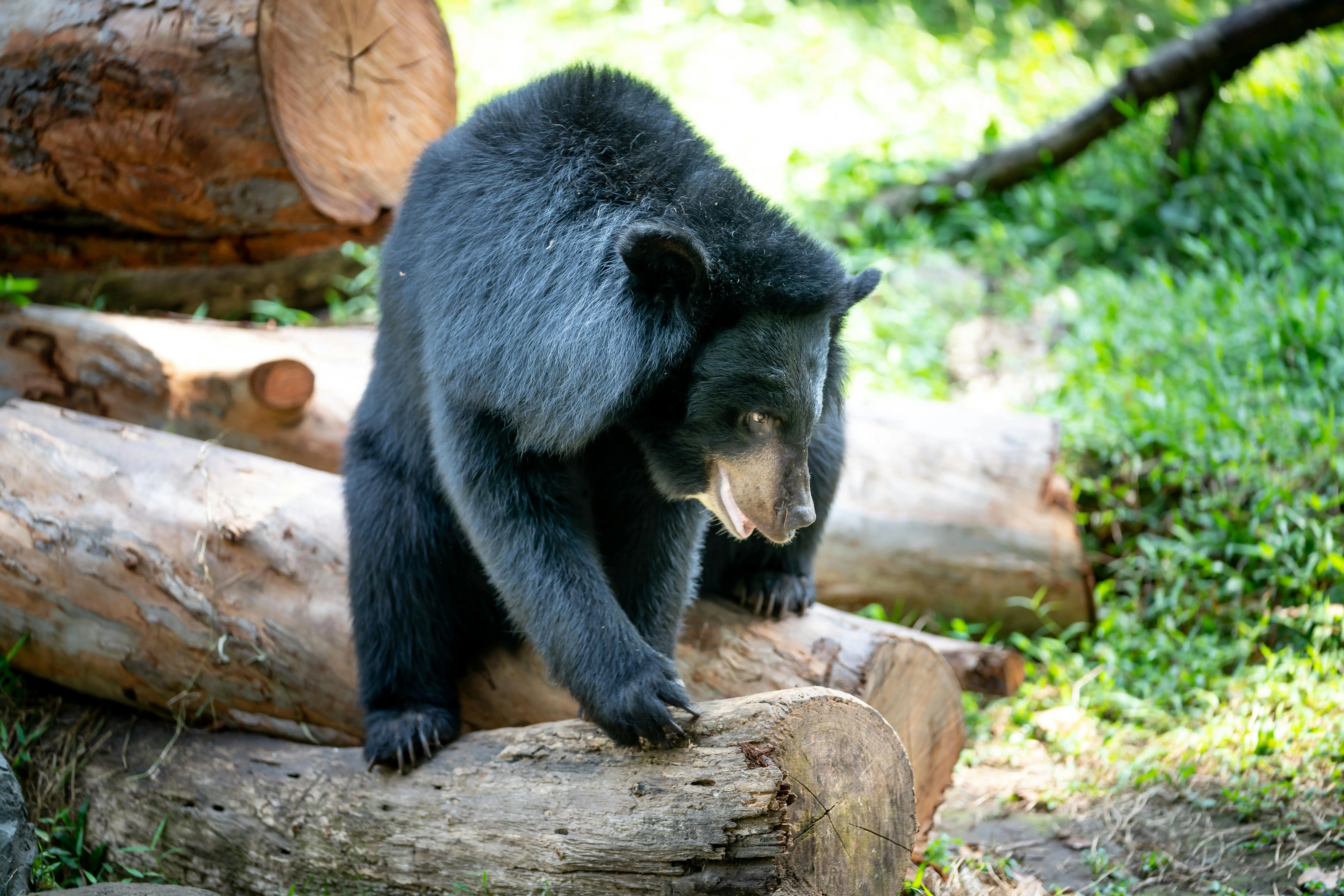 Bear on the loose in Japanese city forces closure of nearly 100 schools