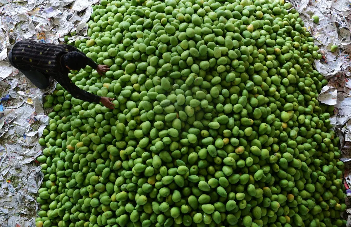 India's agri-export crisis- Mango, rice, spice, a bigger pattern of compliance failure