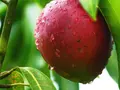Mango worth more than gold: Ayodhya farmer grows this rare Japanese mango in his home