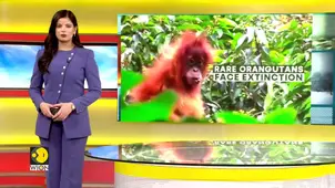 Climate Change Threatens Great Apes in Indonesia 