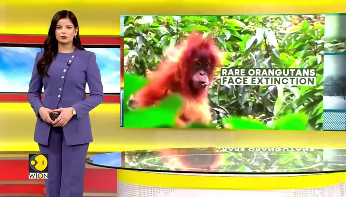 Climate Change Threatens Great Apes in Indonesia