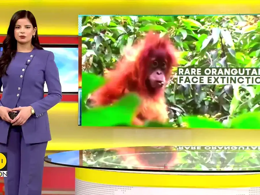 Climate Change Threatens Great Apes in Indonesia 