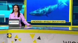 Millions-Of-Years-Old Whale Graveyard Found On Ocean Floor