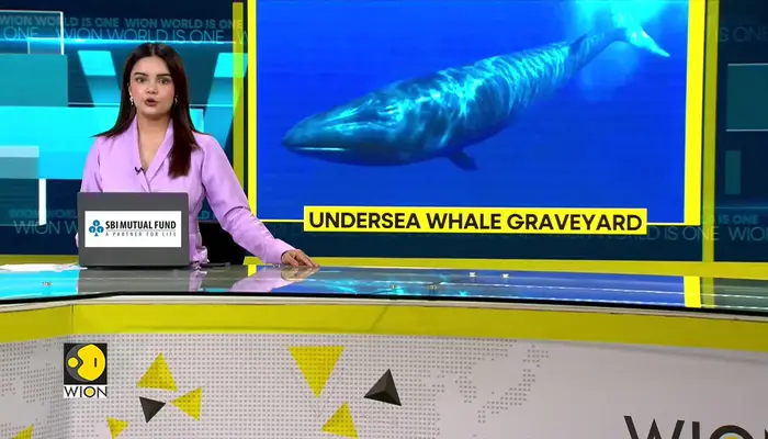 Millions-Of-Years-Old Whale Graveyard Found On Ocean Floor