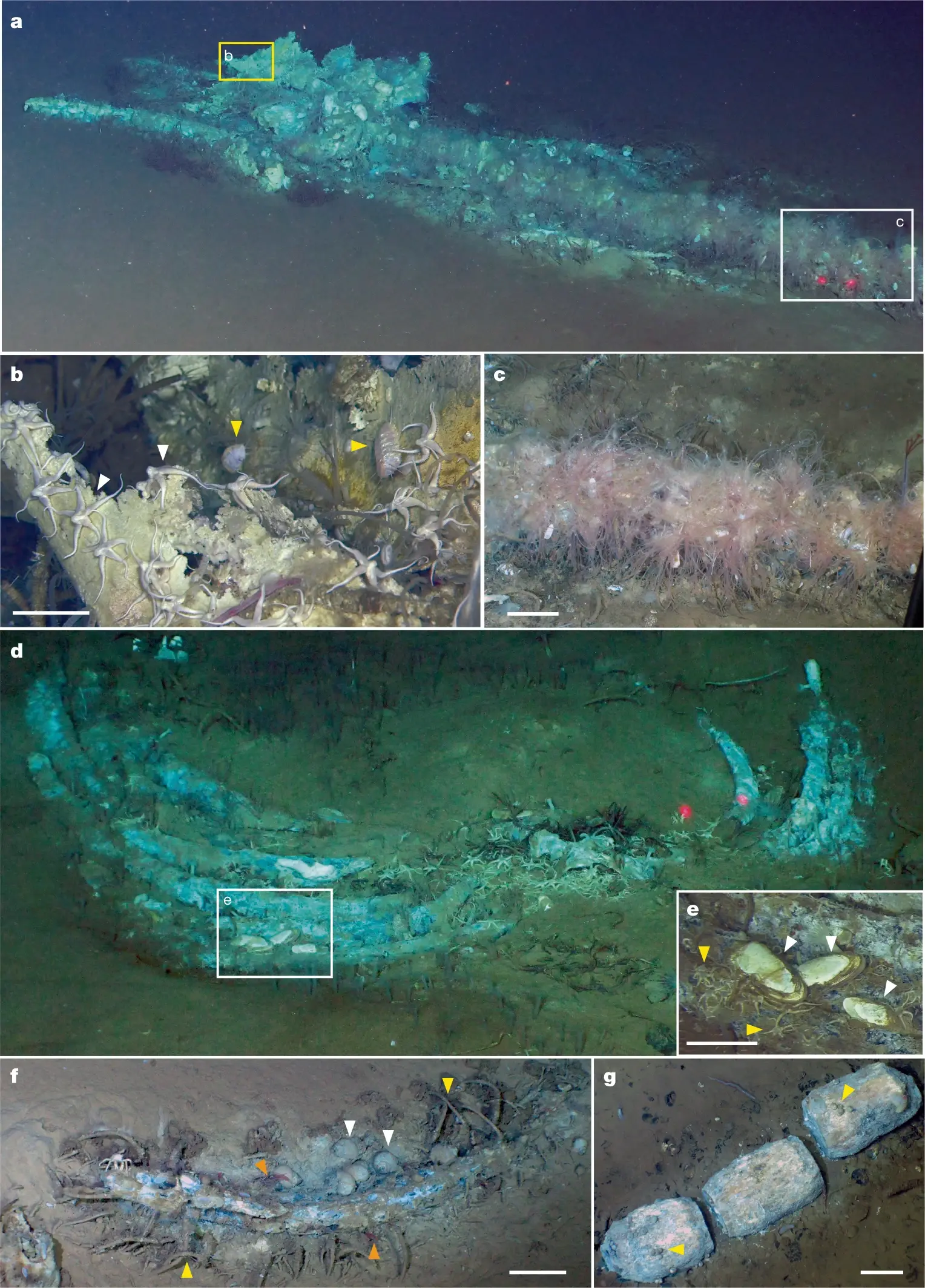Scientists discover world's largest 'whale graveyard' hidden 7km beneath the Indian Ocean